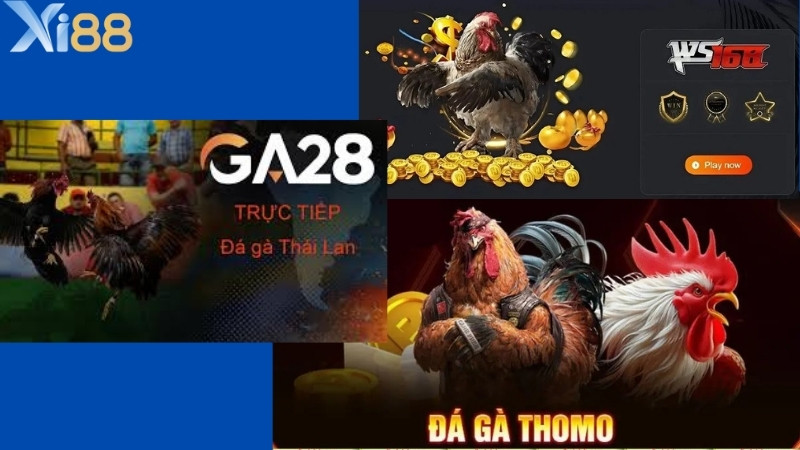 Các loại hình đá gà Xi88 hiện nay